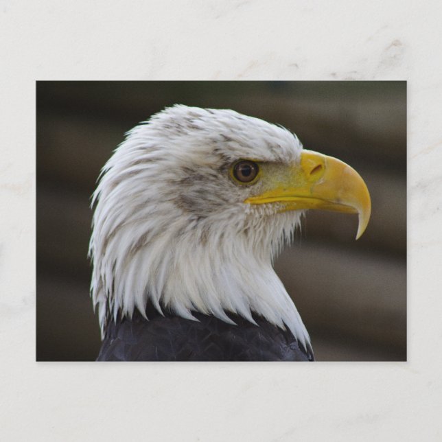 Cartão Postal Haliaeetus leucocephalus (Frente)
