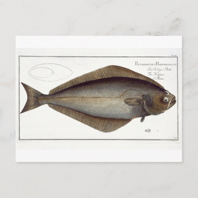 Cartão Postal Halibut (Pleuronectes Hippoglossus), placa XLVII p (Frente)