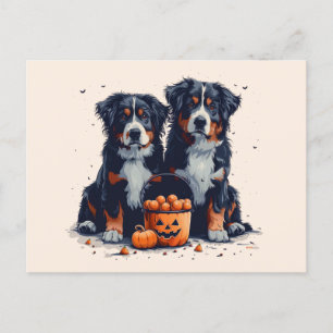 Cartão Postal Halloween Bernese Mountain Dogs Pumpkin