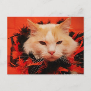 Cartão Postal Halloween Cat