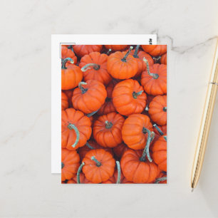 Cartão Postal Halloween Mini Pumpkin Fall Autumn Patterno