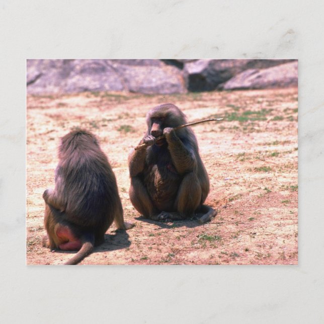 Cartão Postal Hamadryas Baboons ganhando latido do bastão (Frente)