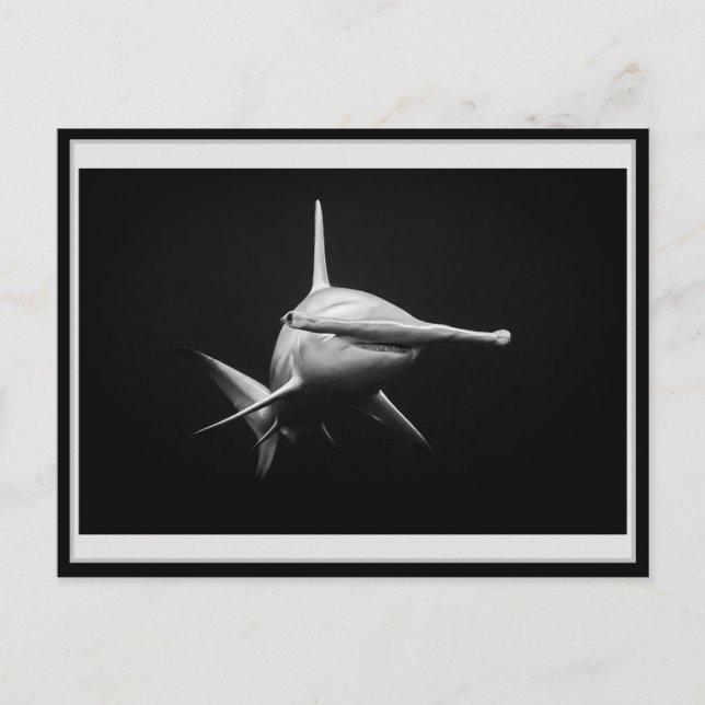 Cartão Postal Hammer head shark BW 002 Carte postale ハンマーヘッド (Frente)