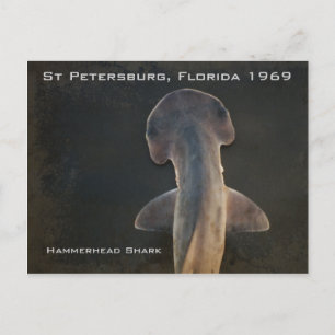 Cartão postal Hammerhead Shark Florida