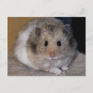Cartão postal Hammie