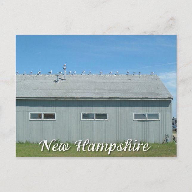 Cartão Postal Hampton Beach, New Hampshire seagulls (Frente)