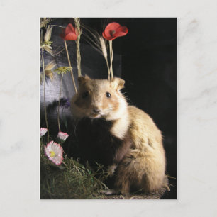 Cartão Postal Hamster