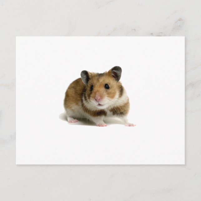 Cartão Postal Hamster (Frente)