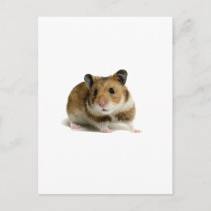Cartão Postal Hamster