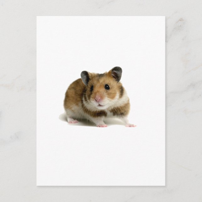 Cartão Postal Hamster (Frente)