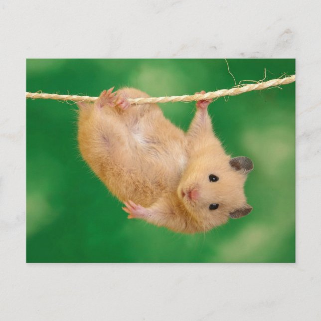 Cartão Postal Hamster Bonito (Frente)