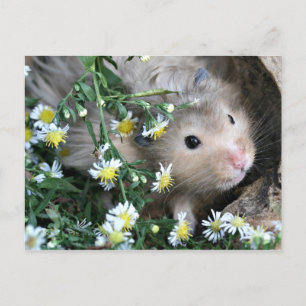 Cartão Postal Hamster nas flores