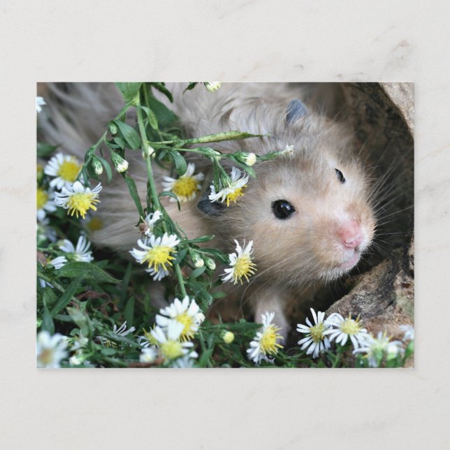 Cartão Postal Hamster nas flores (Frente)