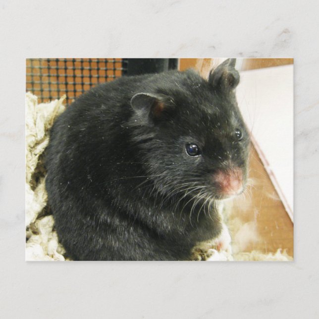 Cartão Postal Hamster Negro (Frente)