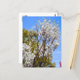 Cartão Postal Hana Peach