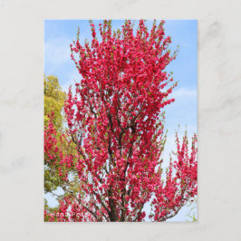 Cartão Postal Hana Peach