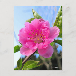 Cartão Postal Hana Peach [Cartão-postal]
