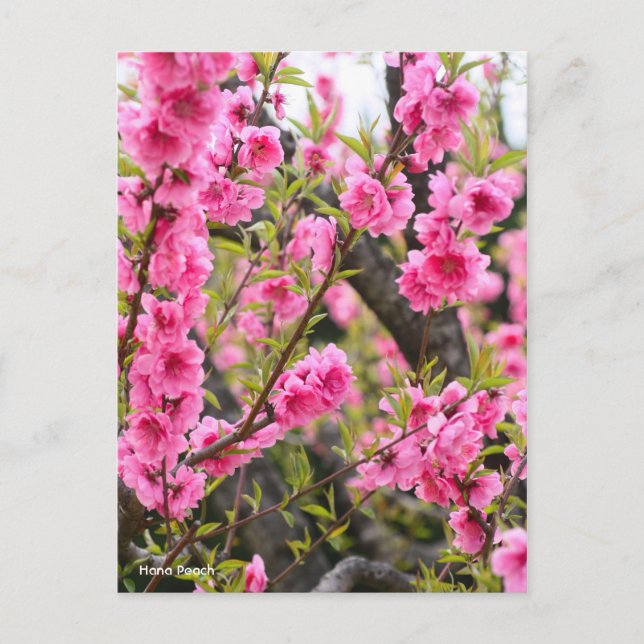 Cartão Postal Hana Peach [Cartão-postal] (Frente)