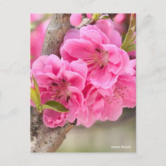 Cartão Postal Hana Peach [Cartão-postal] (Frente)