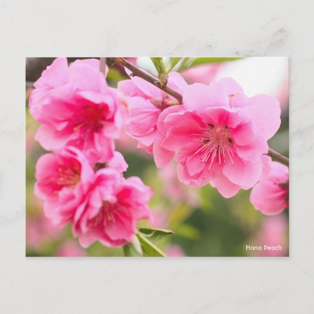 Cartão Postal Hana Peach [Postcard] (Frente)