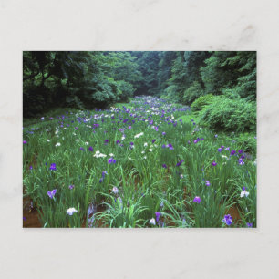 Cartão Postal Hana Shobu (Japonês Water Iris), Santuário Meiji