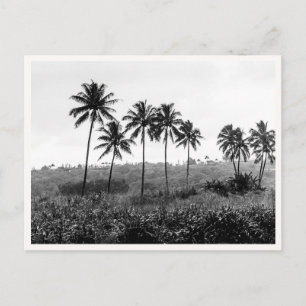Cartão Postal Hanalei Princeville Kauai Havaí Preto e Branco