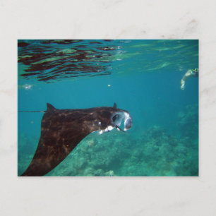 Cartão Postal Hanauma Bay Hawaii Manta Ray