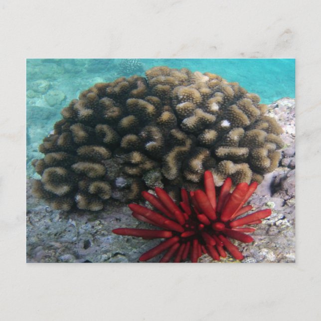 Cartão Postal HANAUMA BAY HAWAII - Pencil Slate Sea Urchin (Frente)