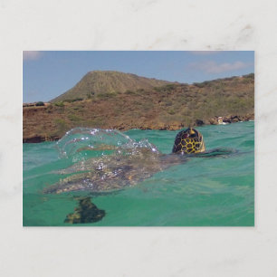 Cartão Postal Hanauma Bay Hawaii Turtle
