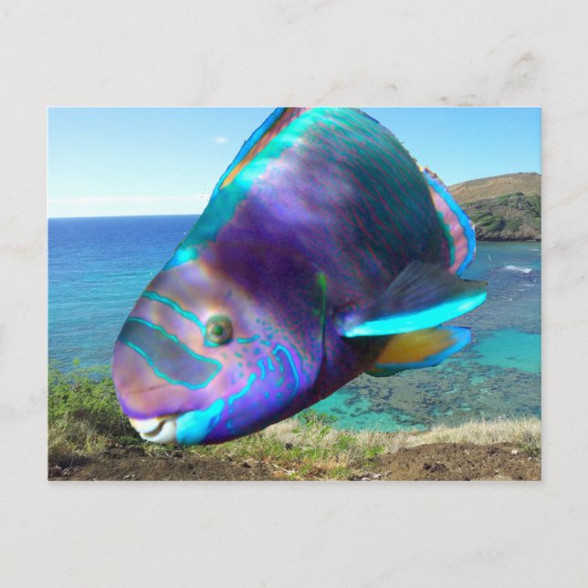 Cartão Postal Hanauma Bay Oahu Hawaii - Peixe-papagaio (Frente)