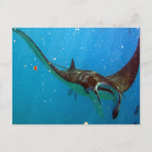 Cartão Postal Hanauma Bay Oahu Manta Ray