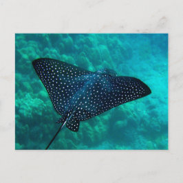 Cartão Postal Hanauma Bay Spotted Eagle Ray