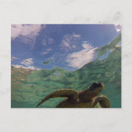 Cartão Postal Hanauma Bay Turtle