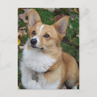 Cartão Postal Handsome Corgi