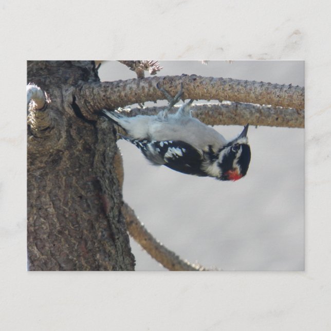 Cartão Postal Hangin Out by Leslie Peppers (Frente)