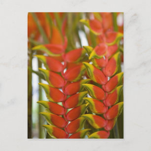 Cartão Postal Hanging Heliconia, Frutas de terça-feira semanal &