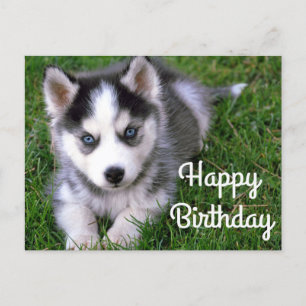 Cartão Postal Happy Birthday Siberian Husky Puppy Dog Post Card