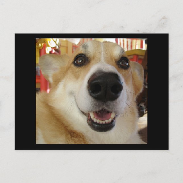 Cartão postal Happy Corgi (Frente)