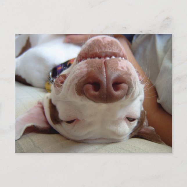 Cartão Postal Happy Dog (Frente)