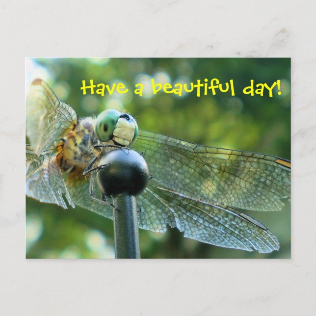 Cartão Postal Happy Dragonfly (Frente)