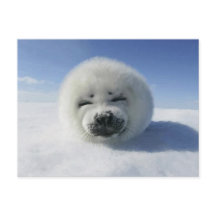 Happy Harp Seal