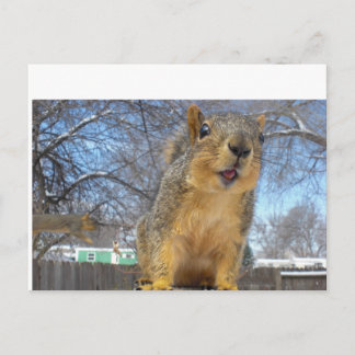Cartão Postal Happy Squirell