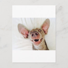 Cartão Postal Happy Weimaraner