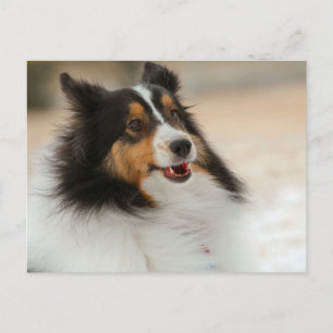 Cartão Postal Hapy Shelty