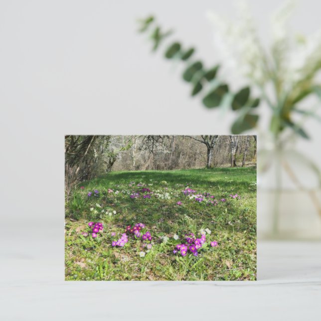 Cartão Postal Harbinger de Primavera (Em pé/Frente)