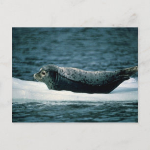Cartão Postal Harbor Seal