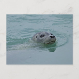 Cartão Postal Harbor Seal nadando no lago glacial de Jokulsarlon