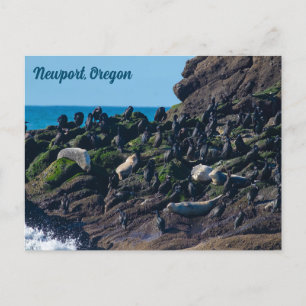 Cartão Postal Harbor Seals and Cormorants Sunning em Yaquina