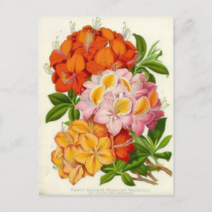 Cartão Postal Hardy Azaleas por Sir Joseph Paxton