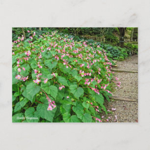 Cartão Postal Hardy Begonia [Cartão-postal]